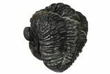 Really Nice, Enrolled Drotops Trilobite - About Around #171562-4